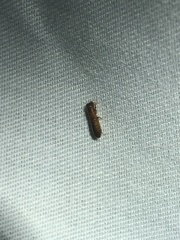 Euplatypus compositus