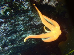 Henricia leviuscula