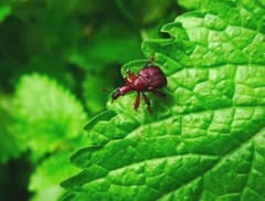 Cycnotrachelus