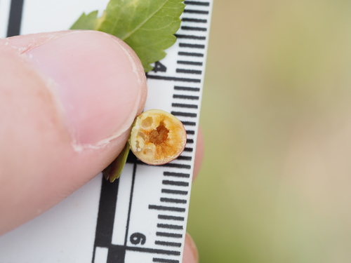 Smooth Pea Gall Wasp