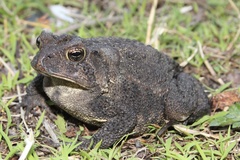 Southern Toad photo 2