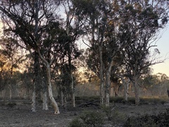 Eucalyptus wandoo