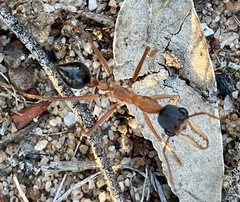 Myrmecia desertorum