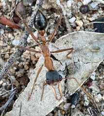 Myrmecia desertorum
