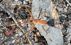 Myrmecia desertorum