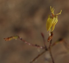 Moraea inconspicua