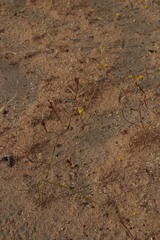 Moraea inconspicua