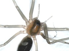 Cithaeron praedonius