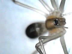 Cithaeron praedonius