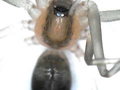 Cithaeron praedonius