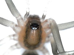 Cithaeron praedonius