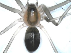 Cithaeron praedonius