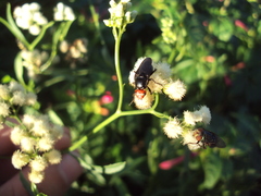 Dichromyia sanguiniceps
