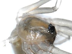 Cithaeron praedonius