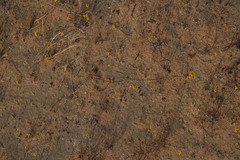 Moraea inconspicua
