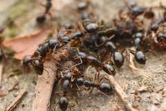 Camponotus nipponensis