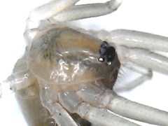 Cithaeron praedonius