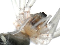 Cithaeron praedonius