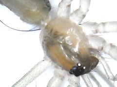 Cithaeron praedonius