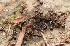 Camponotus nipponensis