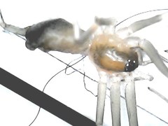 Cithaeron praedonius