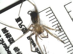 Cithaeron praedonius