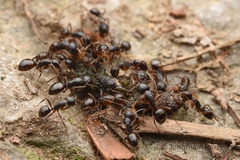 Camponotus nipponensis