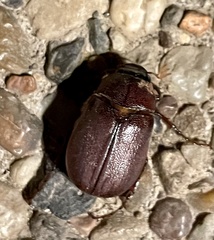 Phyllophaga rugosa