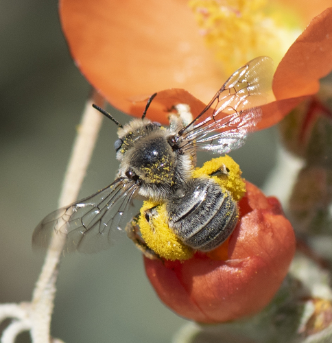 Diminutive Chimney Bee