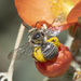 Globemallow Chimney Bees - Photo (c) Donna Lucas, some rights reserved (CC BY-NC), uploaded by Donna Lucas