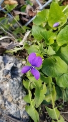 Viola