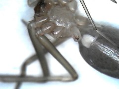 Cithaeron praedonius