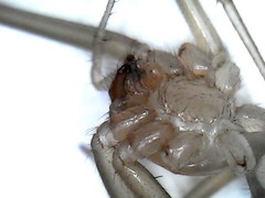 Cithaeron praedonius