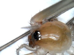 Cithaeron praedonius