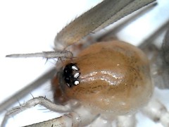 Cithaeron praedonius