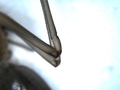 Cithaeron praedonius