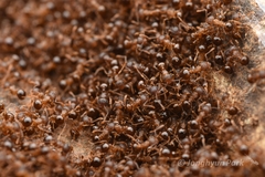 Pristomyrmex punctatus