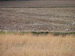 Leucophaeus pipixcan