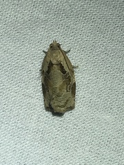 Archips grisea