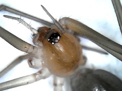 Cithaeron praedonius