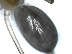 Cithaeron praedonius