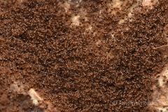 Pristomyrmex punctatus