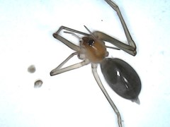 Cithaeron praedonius