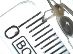 Cithaeron praedonius