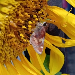 Lon melane vitellina