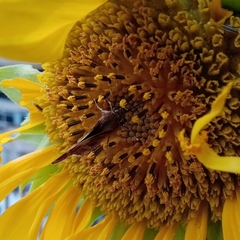 Lon melane vitellina