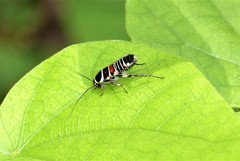 Hemithyrsocera vittata