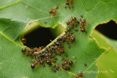 Pristomyrmex punctatus