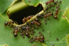 Pristomyrmex punctatus