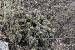 Ferocactus flavovirens